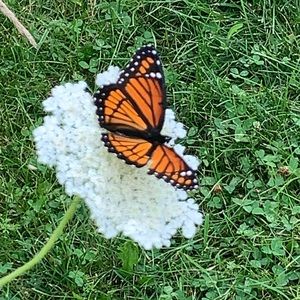 Meet your Posher, Daniela